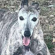 Imane participe au concours pour gagner de l'argent avec cette photo : animal, brindle, canine, close_up, dog, ears_up, friendly, fur, grass, happy, leaf_litter, lying_down, nature, outdoor, pet, playful, resting, smiling, tongue, tongue_out