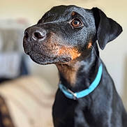 Arrow participe au concours pour gagner de l'argent avec cette photo : dog, pet, black_dog, collar, indoor, portrait, closeup, animal, canine, looking_away, attention, fur, ears, brown_eyes, shiny_coat, focus, domestic_animal, house, blurred_background, companion