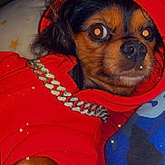 Bearbear joined the competition — help win amazing prizes! dog, puppy, hoodie, red_clothing, chain, pet, cute, indoors, closeup, fur, brown_fur, black_fur, paw, blanket, camo_pattern, star_filter, portrait, animal, cozy, wide_eyes