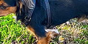 Bearbear joined the competition — help win amazing prizes! dog, animal, outdoor, grass, leaves, nature, pet, black_coat, brown_coat, harness, walking, canine, sniffing, autumn, small_dog, fur, muzzle, legs, daylight, ground