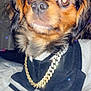 Bearbear is registered to the contest to win money with this photo: dog, pet, hoodie, gold_chain, close_up, indoor, bed, curious, small_dog, black_and_white, sparkle, filter, fur, cute, animal, portrait, fashion, accessory, paws, looking_up