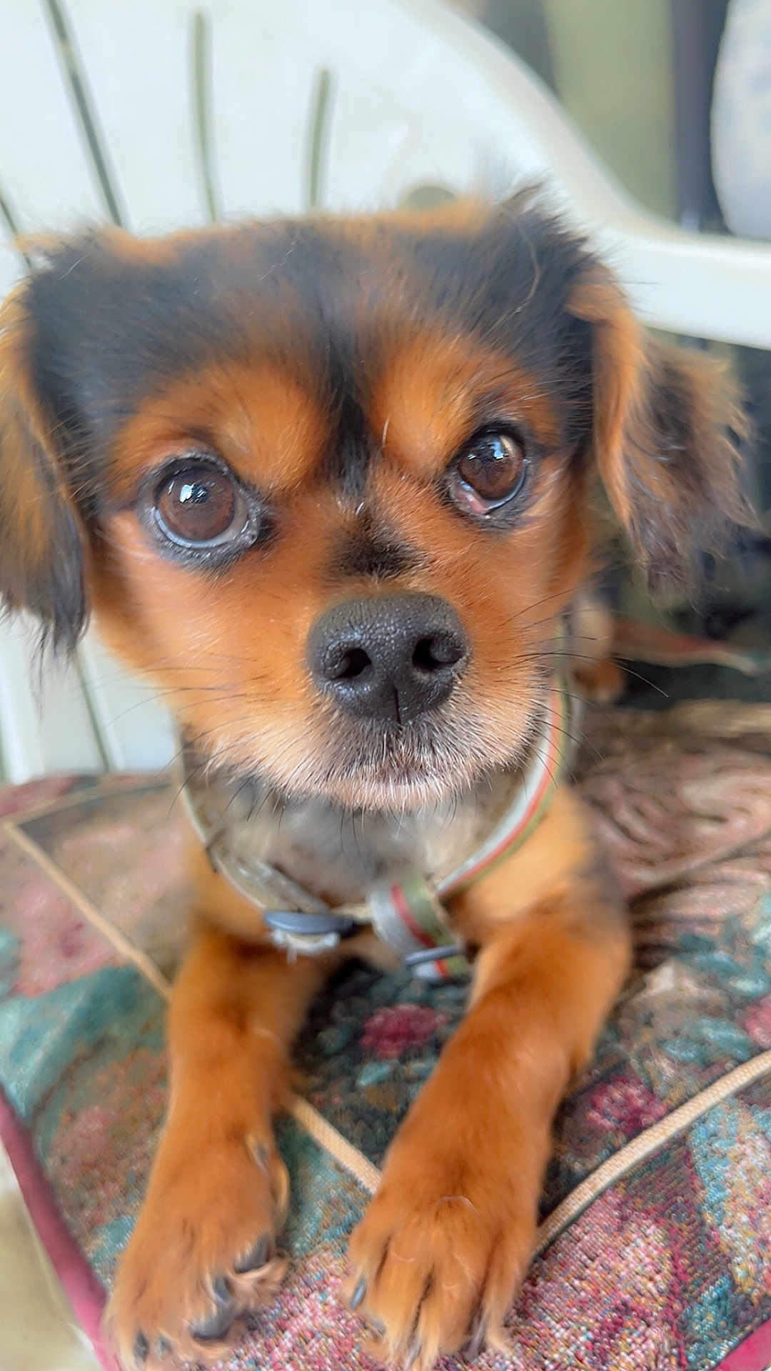 Bearbear