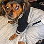 Bearbear joined the competition — help win amazing prizes! dog, pet, clothing, bed, blanket, pajamas, indoor, canine, fur, small_dog, collar, black, brown, eyes, cute, animal, resting, comfortable, flash, portrait