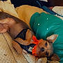 Blueberry joined the competition — help win amazing prizes! dog, puppy, orange_bandana, black_harness, blanket, pillow, cozy, indoor, resting, cute, small_dog, fur, ears, lying_down, pet, comfort, close_up, sparkles, warm, relaxation