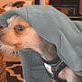 Blueberry is registered to the contest to win money with this photo: dog, small_dog, hoodie, clothing, indoor, pet, curious, furniture, television, living_room, harness, floor, carpet, blanket, household_items, cozy, cute, animal, mammal, companion