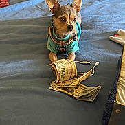 Blueberry is registered to the contest to win money with this photo: dog, small_dog, blue_shirt, harness, money, us_dollars, bed, blue_blanket, charging_cable, indoor, pet, lying_down, curious, animal, currency, fabric, blanket, cozy, furniture, resting
