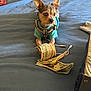 dog, small_dog, blue_shirt, harness, money, us_dollars, bed, blue_blanket, charging_cable, indoor, pet, lying_down, curious, animal, currency, fabric, blanket, cozy, furniture, resting