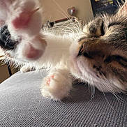 Juneberry is registered to the contest to win money with this photo: cat, paw, close_up, indoor, relaxed, fur, whiskers, sleeping, texture, window_blinds, soft_light, pet, animal, candid, cozy, resting, feline, pink_paw_pads, household, domestic