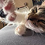 cat, paw, close_up, indoor, relaxed, fur, whiskers, sleeping, texture, window_blinds, soft_light, pet, animal, candid, cozy, resting, feline, pink_paw_pads, household, domestic