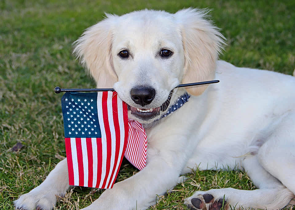 Valor joined the competition — help win amazing prizes! canidae, carnivore, collar, companion_dog, cup, dog, dog_breed, dog_collar, dog_supply, flag_of_the_united_states, fur, livestock_guardian_dog, mammal, outdoor_furniture, pet_supply, retriever, snout, sporting_group, vertebrate, working_animal