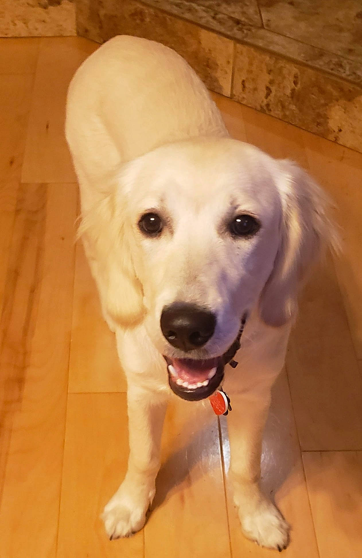 Valor is registered to the contest to win money with this photo: beige, canidae, carnivore, collar, companion_dog, dog, dog_breed, dog_supply, fawn, floor, flooring, fur, jaw, retriever, snout, sporting_group, tongue, tooth, vertebrate, working_animal