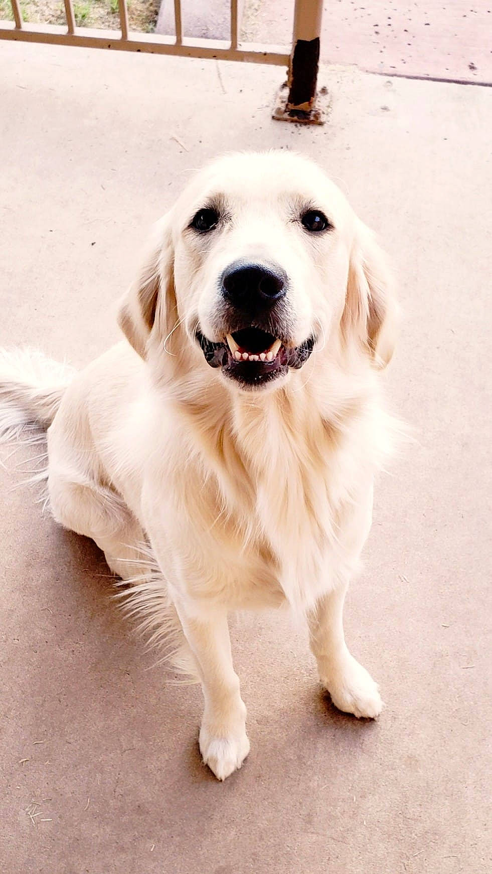 Valor joined the competition — help win amazing prizes! beige, canidae, carnivore, collar, companion_dog, dog, dog_breed, fur, jaw, labrador_retriever, mammal, retriever, skin, snout, sporting_group, tongue, tooth, whiskers, white, working_animal