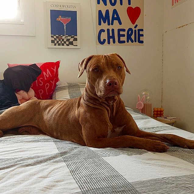 Lylie participe au concours pour gagner de l'argent avec cette photo : dog, bed, pillow, blanket, window, wall_art, text, room, interior, pet, brown_dog, resting, furniture, cozy, indoor, natural_light, decor, sleeping_area, canine, relaxed