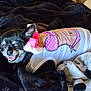 dog, small_dog, black_dog, pet, clothing, shirt, pink_bow, blanket, smiling, cute, lying_down, indoor, plush_toy, happy, animal, cozy, fur, ears, snout, face