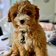 Roadie joined the competition — help win amazing prizes! adorable, animal, background_blur, brown_fur, close_up, collar, curly_fur, cute, dog, domestic_animal, fluffy, fur, indoor, pet, portrait, puppy, sitting, table, white_fur, young_dog