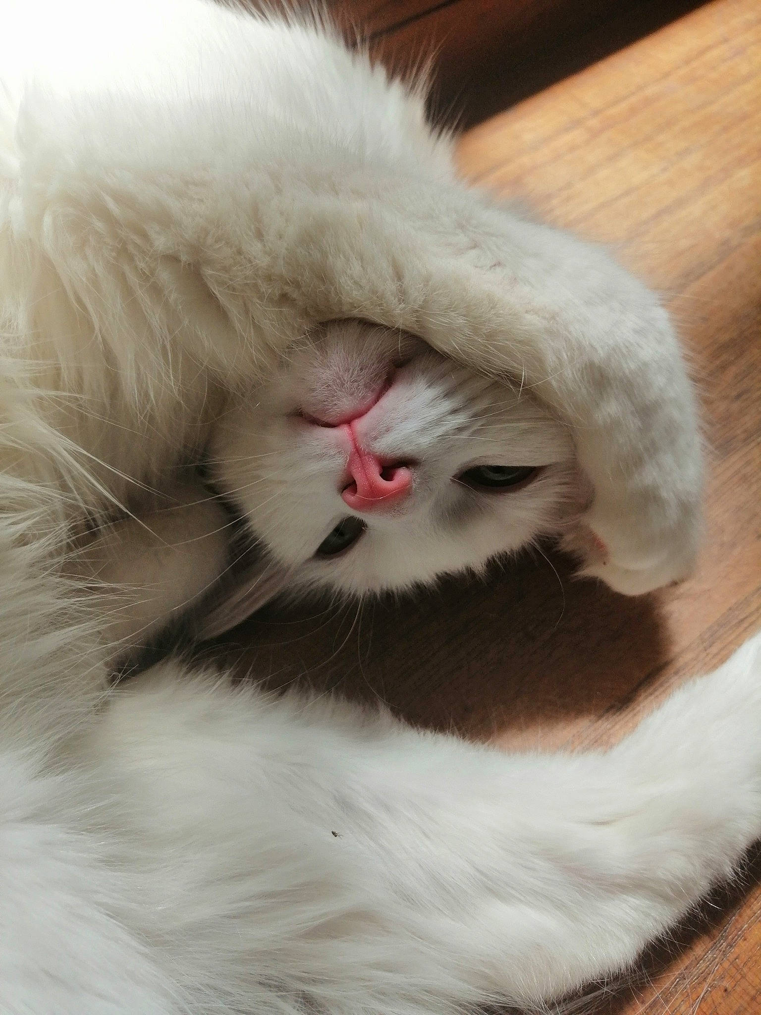 Lili participe au concours pour gagner de l'argent avec cette photo : british_semi_longhair, carnivore, cat, claw, close_up, ear, eye, felidae, fur, kitten, mouth, nose, paw, persian, ragdoll, small_to_medium_sized_cats, snout, turkish_angora, turkish_van, whiskers