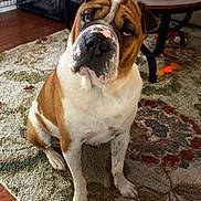 Jasper is registered to the contest to win money with this photo: dog, brown_and_white, pet, indoor, carpet, rug, living_room, furniture, coffee_table, wood_floor, crate, toy, sitting, looking_up, canine, domestic_animal, companion, cute, animal, household