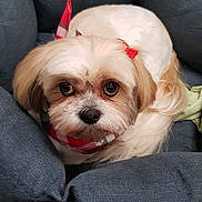 Zorka a rejoint le concours — aidez-le/la à gagner de superbes lots ! dog, small_dog, pet_bed, bandana, bow, indoor, cozy, cute, fluffy, white_dog, brown_ears, carpet, resting, looking_at_camera, animal, companion, domestic_animal, fur, adorable, cute_pet