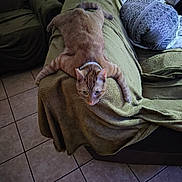 Miso joined the competition — help win amazing prizes! cat, ginger_cat, pet, couch, blanket, living_room, furniture, tile_floor, domestic, relaxed, sprawled, paws, indoor, cozy, home, animal, fur, collar, resting, looking