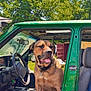 Tank joined the competition — help win amazing prizes! dog, vehicle, green_car, outdoor, sunny, tree, grass, seat, steering_wheel, window, tongue_out, collar, metal, dirt, nature, pet, canine, daylight, transport, parked_car