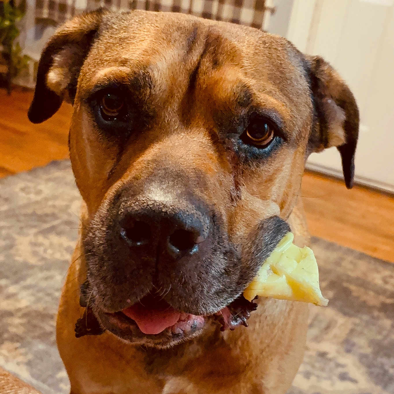 Tank is registered to the contest to win money with this photo: animal, brown_dog, canine, chewing, close_up, curtains, dog, domestic_animal, door, ears, expression, floor_rug, indoor, looking_at_camera, mouth, nose, pet, portrait, treat, wood_floor
