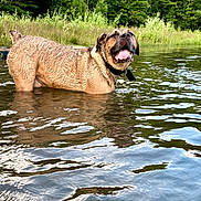 Tank joined the competition — help win amazing prizes! dog, water, wet, tongue_out, outdoor, nature, trees, grass, lake, canine, animal, summer, playful, collar, reflection, happy, pet, forest, daytime, mammal