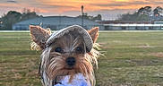 Mojito joined the competition — help win amazing prizes! dog, small_dog, yorkshire_terrier, cap, clothing, shirt, bear_print, sunset, outdoor, grass, field, sky, clouds, person_hand, wooden_table, pet, cute, animal, portrait, nature