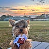 dog, small_dog, yorkshire_terrier, cap, clothing, shirt, bear_print, sunset, outdoor, grass, field, sky, clouds, person_hand, wooden_table, pet, cute, animal, portrait, nature