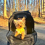 Mojito joined the competition — help win amazing prizes! dog, small_dog, yorkshire_terrier, pet_stroller, yellow_sweater, outdoor, trees, leafless_trees, sunlight, paved_path, forest, autumn, animal, cute, fluffy, daylight, nature, walking_path, pet, canine