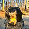 dog, small_dog, yorkshire_terrier, pet_stroller, yellow_sweater, outdoor, trees, leafless_trees, sunlight, paved_path, forest, autumn, animal, cute, fluffy, daylight, nature, walking_path, pet, canine