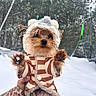 Mojito is registered to the contest to win money with this photo: dog, puppy, winter_clothing, hat, jacket, snow, outdoor, cute, small_dog, furry, paw, hand_holding, cold_weather, brown_fur, striped, pet, animal, winter, snowflake, background_blur