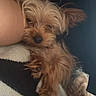 Mojito is registered to the contest to win money with this photo: dog, small_dog, sleepy, cozy, arm, blanket, fur, pet, indoor, resting, closeup, cute, brown_fur, black_fur, relaxed, companion, animal, portrait, laying, furry