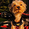 dog, pet, animal, outdoor, sunlight, forest, vehicle, adventure, scruffy, brown_fur, small_dog, harness, close_up, portrait, nature, daylight, cute, standing, expression, fluffy