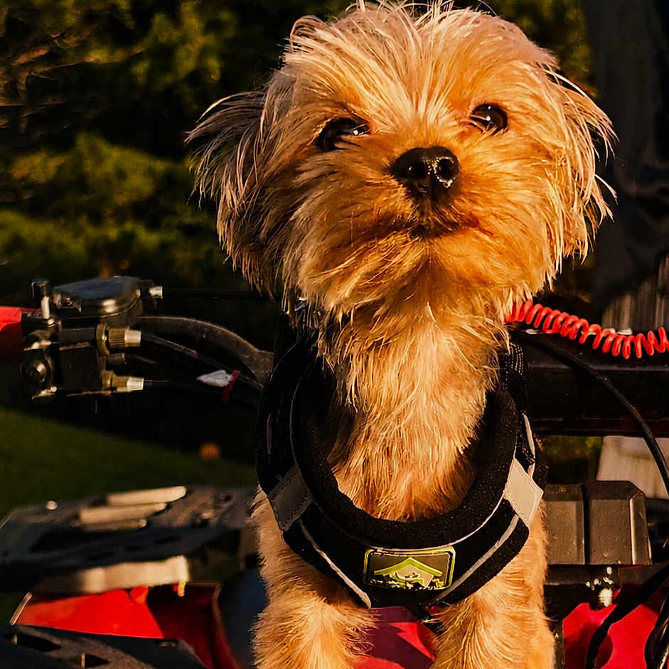 Mojito is registered to the contest to win money with this photo: dog, pet, animal, outdoor, sunlight, forest, vehicle, adventure, scruffy, brown_fur, small_dog, harness, close_up, portrait, nature, daylight, cute, standing, expression, fluffy