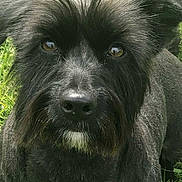 Shadow participe au concours pour gagner de l'argent avec cette photo : dog, pet, black_fur, brown_eyes, nose, ears, muzzle, whiskers, close_up, portrait, outdoor, grass, lawn, looking_up, companion, domestic_animal, fluffy, cute, animal, friendly