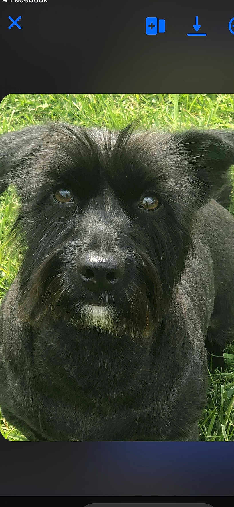 Shadow participe au concours pour gagner de l'argent avec cette photo : dog, pet, black_fur, brown_eyes, nose, ears, muzzle, whiskers, close_up, portrait, outdoor, grass, lawn, looking_up, companion, domestic_animal, fluffy, cute, animal, friendly