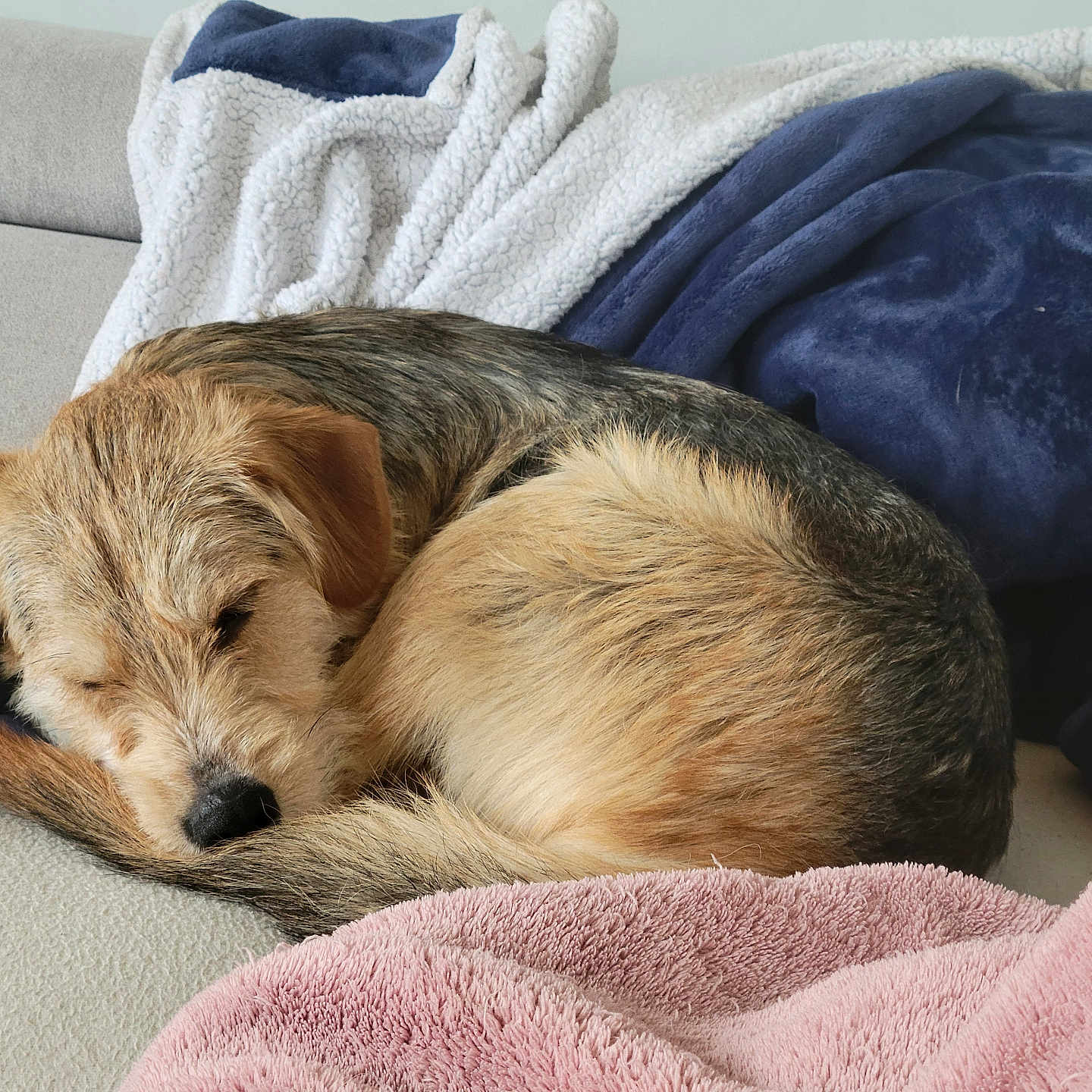 Oslo a rejoint le concours — aidez-le/la à gagner de superbes lots ! animal, beagle, blanket, canine, couch, dog, furniture, goldenretriever, homedecor, hound, labradorretriever, laundry, linen, person, pet, puppy, quilt, sleeping, terrier, towel
