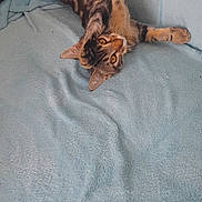 Ulysse a rejoint le concours — aidez-le/la à gagner de superbes lots ! cat, tabby_cat, pet, animal, feline, cute, playful, indoor, blanket, blue, soft, fur, whiskers, relaxed, resting, lying_down, curious, paw, eyes, cozy