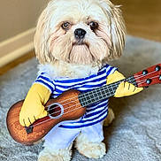 Tucker is registered to the contest to win money with this photo: dog, puppy, ukulele, musical_instrument, striped_shirt, yellow_gloves, costume, indoor, carpet, cute, pet, animal, playing_instrument, funny, small_dog, light_brown_fur, white_pants, posing, adorable, home