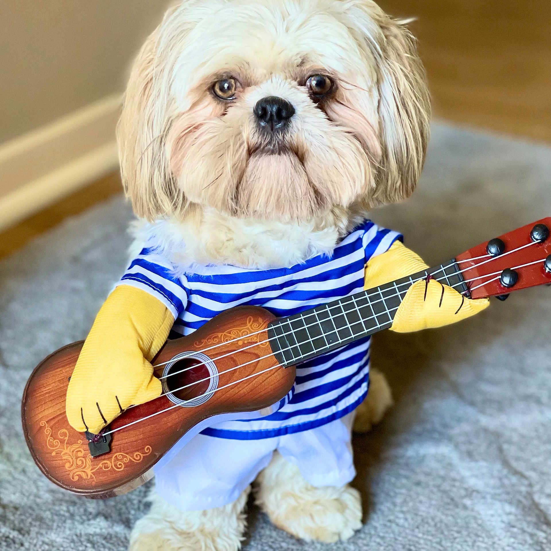 Tucker is registered to the contest to win money with this photo: dog, puppy, ukulele, musical_instrument, striped_shirt, yellow_gloves, costume, indoor, carpet, cute, pet, animal, playing_instrument, funny, small_dog, light_brown_fur, white_pants, posing, adorable, home