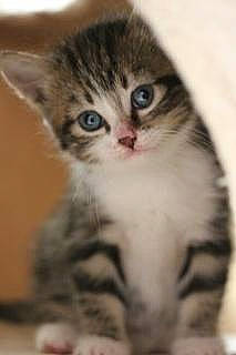 Prunelle a rejoint le concours — aidez-le/la à gagner de superbes lots ! carnivore, cat, claw, close_up, domestic_short_haired_cat, felidae, fur, iris, paw, small_to_medium_sized_cats, snout, tail, terrestrial_animal, whiskers, wildlife