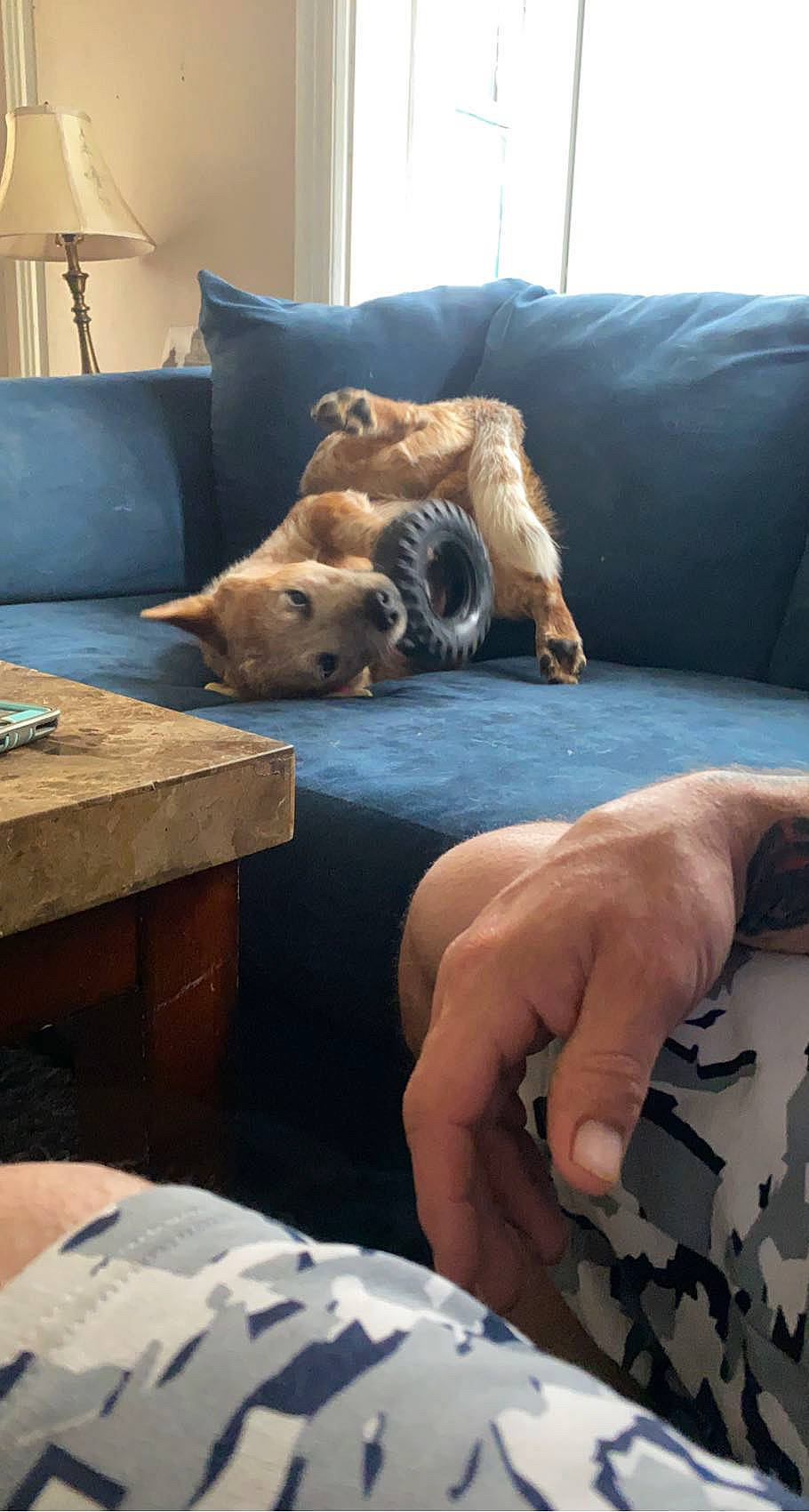 Oakley is registered to the contest to win money with this photo: carnivore, comfort, companion_dog, couch, dog, dog_breed, fawn, flooring, furniture, gesture, hardwood, human_leg, knee, living_room, nail, room, studio_couch, table, wood, wrist