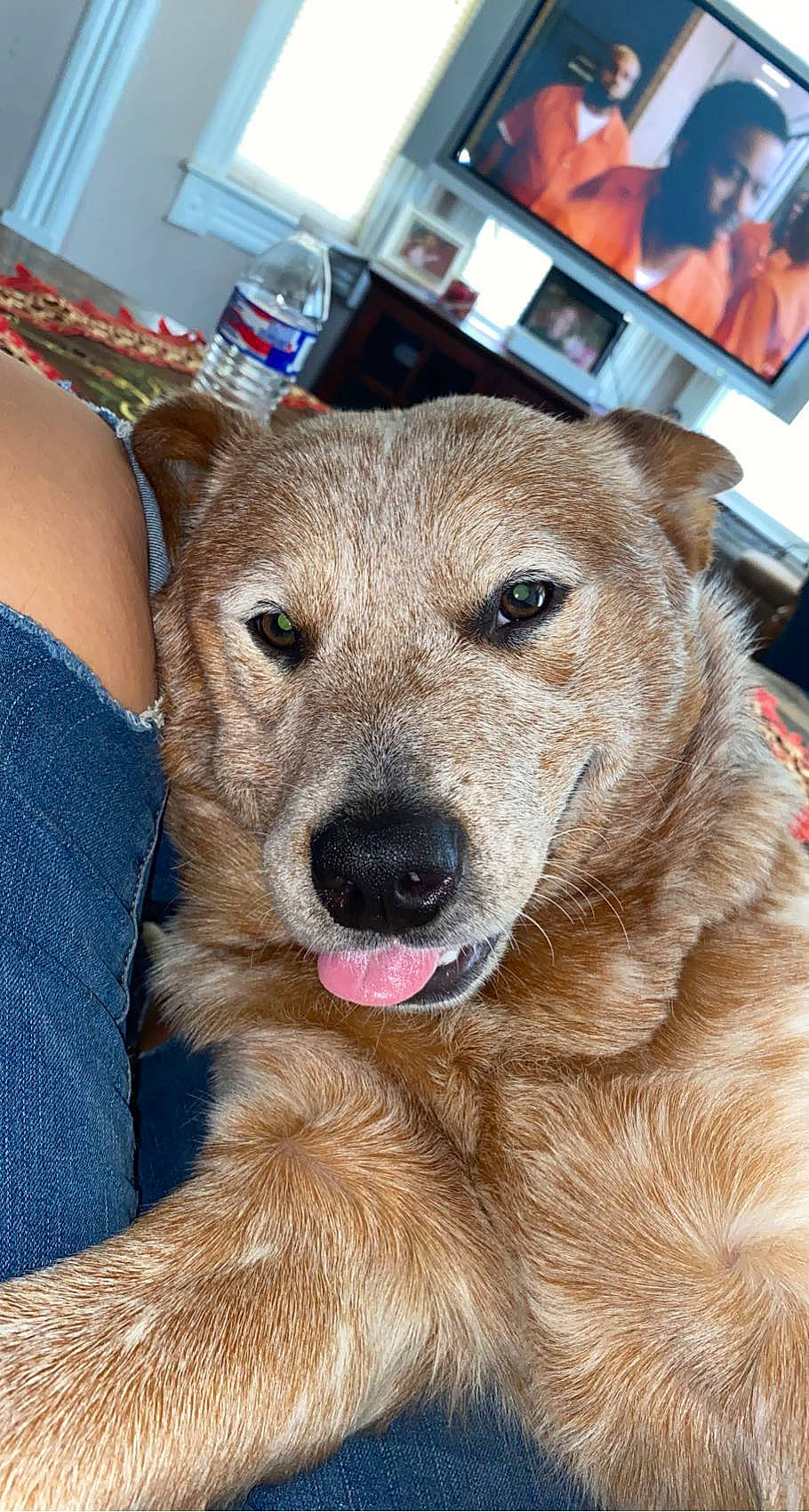 Oakley joined the competition — help win amazing prizes! ancient_dog_breeds, canidae, carnivore, collar, companion_dog, dog, dog_breed, dog_collar, fawn, fur, guard_dog, herding_dog, picture_frame, snout, sporting_group, television, whiskers, working_animal, working_dog