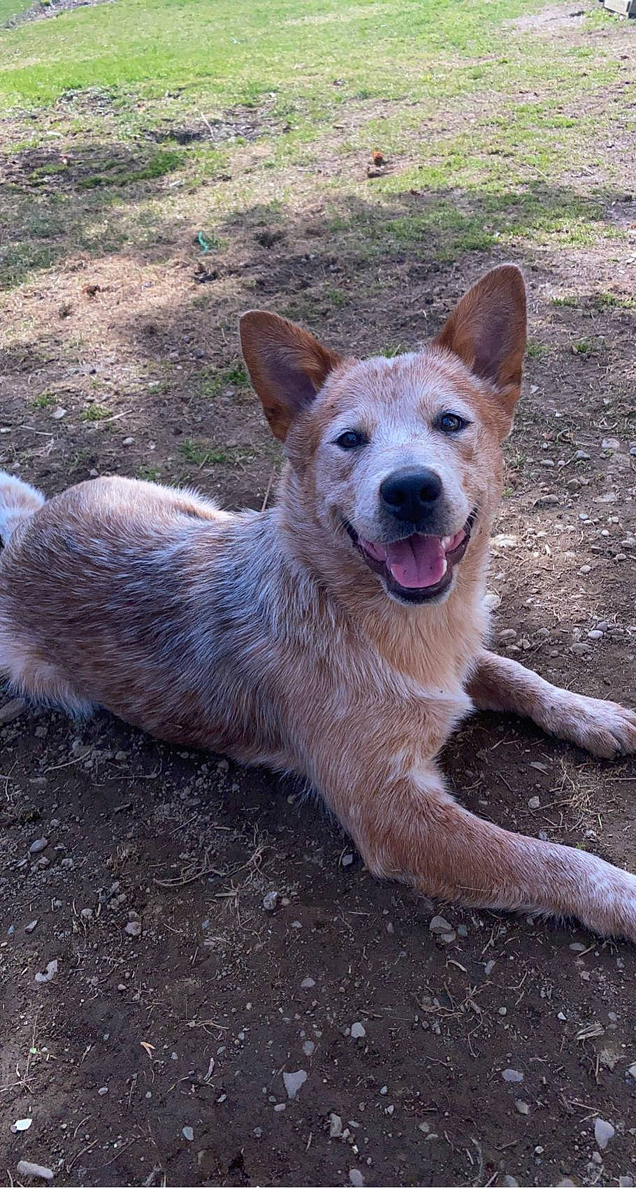 Oakley joined the competition — help win amazing prizes! canidae, canis, carnivore, dog, dog_breed, fawn, fur, paw, snout, soil, sporting_group, terrestrial_animal, wildlife