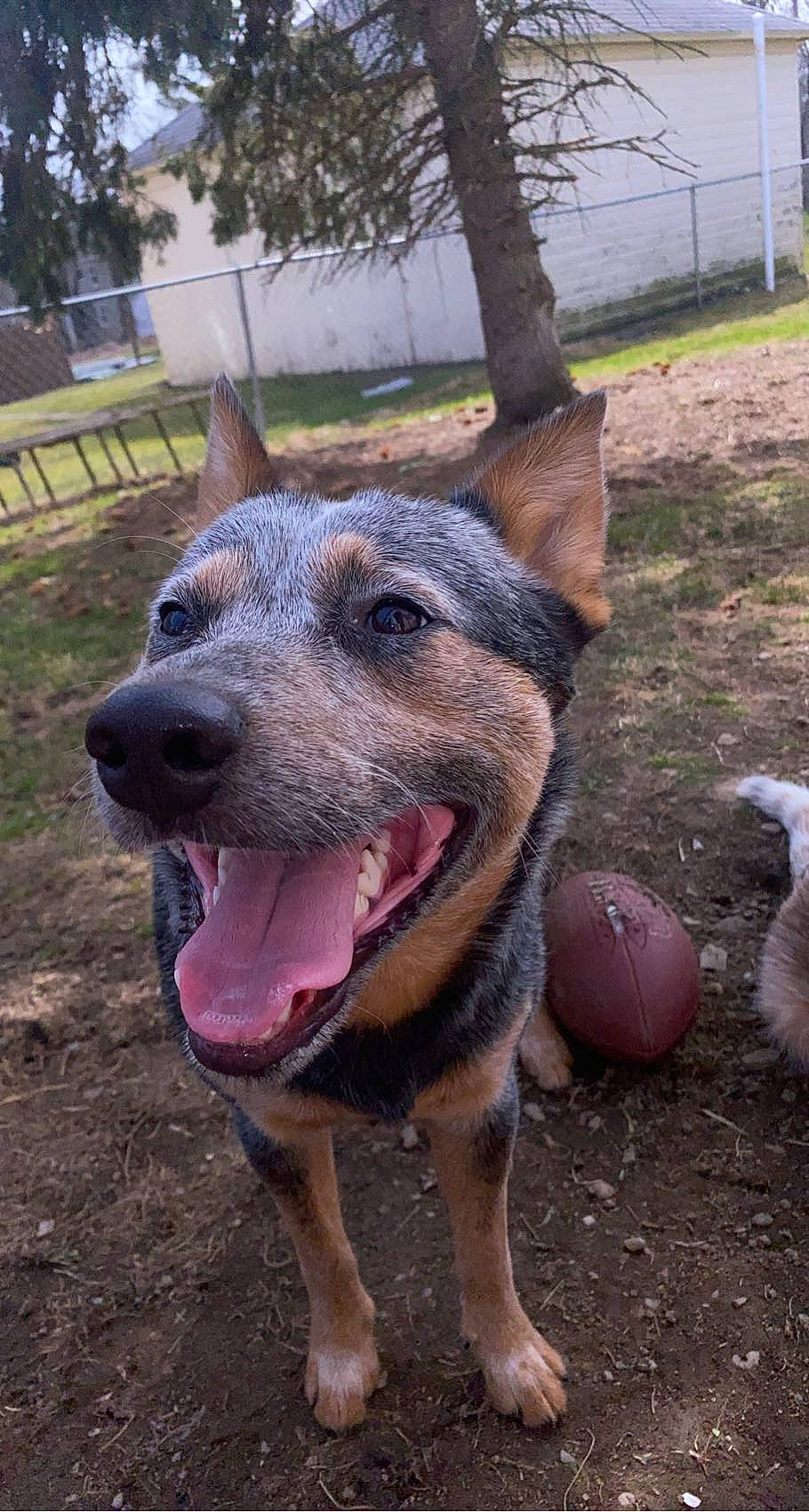 D.o.g is registered to the contest to win money with this photo: australian_cattle_dog, carnivore, collar, dog, dog_breed, east_european_shepherd, fang, fawn, fence, grass, plant, snout, soft_drink, soil, sporting_group, terrestrial_animal, tree, whiskers, working_animal, working_dog