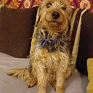 Oxam participe au concours pour gagner de l'argent avec cette photo : animal, beige, blanket, brown, canine, companion, couch, cozy, decor, dog, fluffy, fur, home, indoor, pet, pillow, portrait, relaxed, sitting, tapestry