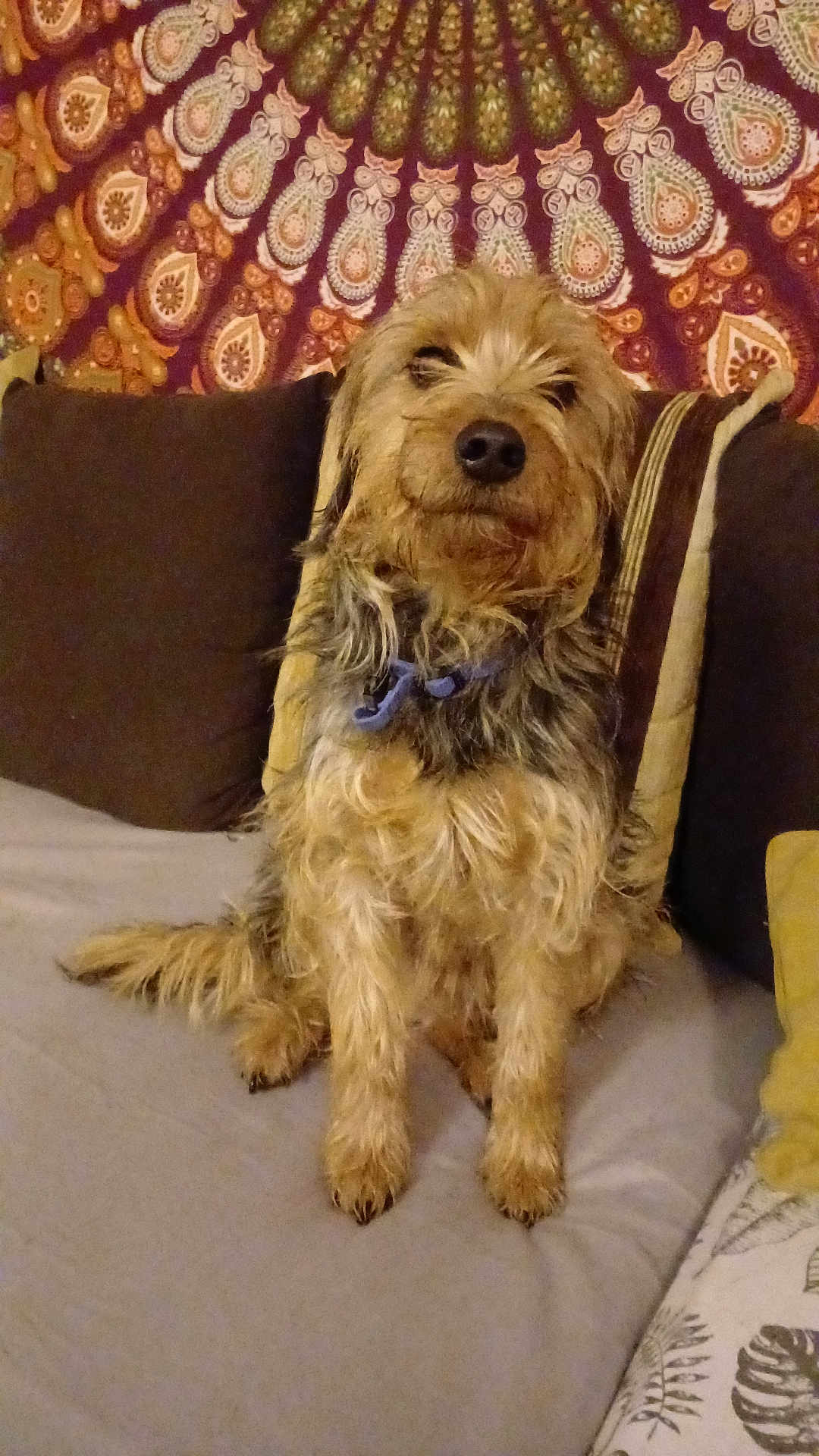 Oxam participe au concours pour gagner de l'argent avec cette photo : animal, beige, blanket, brown, canine, companion, couch, cozy, decor, dog, fluffy, fur, home, indoor, pet, pillow, portrait, relaxed, sitting, tapestry