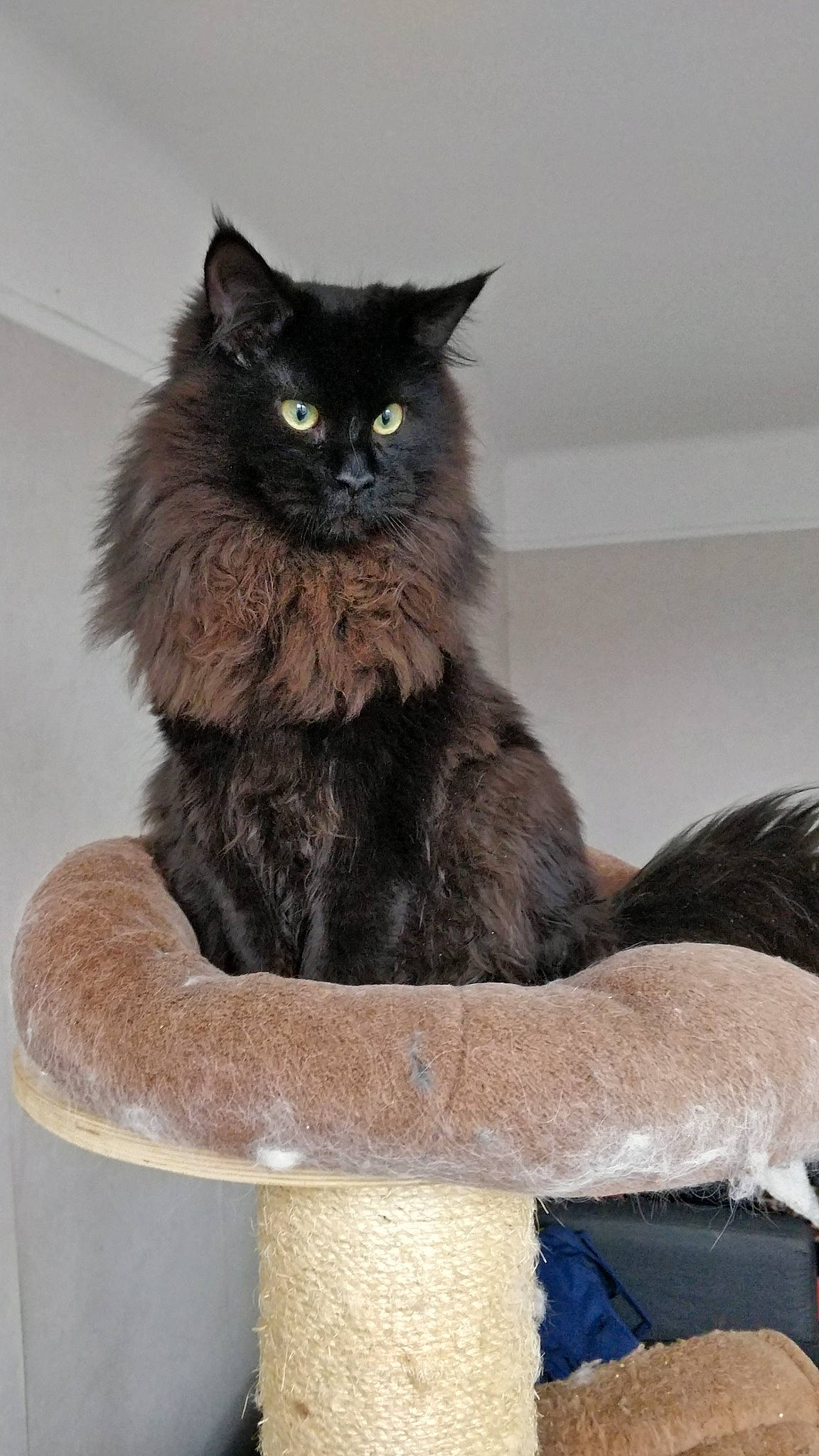 Kuro a rejoint le concours — aidez-le/la à gagner de superbes lots ! asian, asian_semi_longhair, black_cat, british_longhair, british_semi_longhair, carnivore, cat, domestic_long_haired_cat, felidae, kitten, maine_coon, mammal, nebelung, norwegian_forest_cat, persian, small_to_medium_sized_cats, vertebrate, whiskers