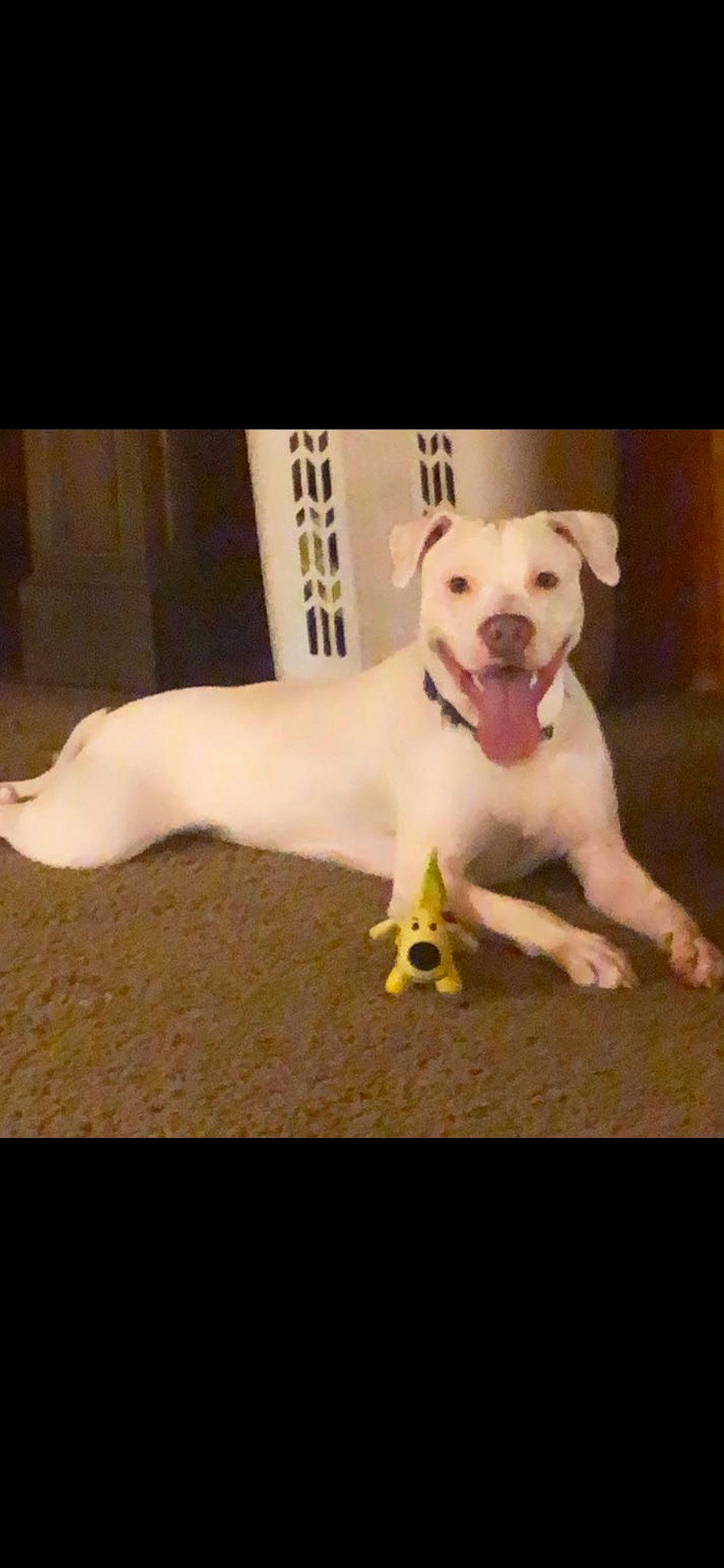 Deuce joined the competition — help win amazing prizes! canidae, carnivore, collar, companion_dog, dog, dog_breed, fawn, flooring, happy, liquid, metal, paw, pet_supply, photo_caption, puppy_love, rectangle, snout, sporting_group, tail, working_animal