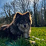 animal, backlit, canine, daylight, dog, field, flora, forest, fur, grass, lying_down, mammal, nature, outdoor, peaceful, pet, sky, summer, sunlight, tree